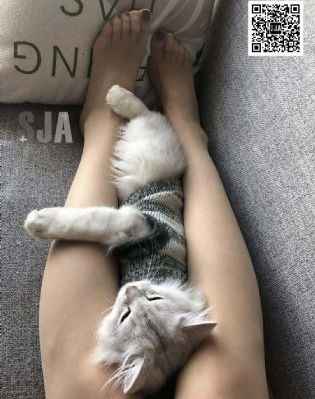 电视剧上甘岭在线观看
